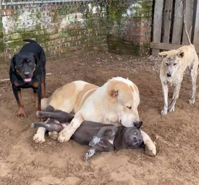 Делаю что хочу! Делаю что хочу!