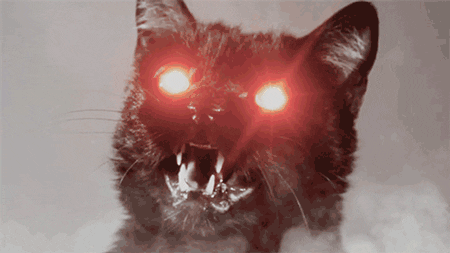 Демонический кот и другие «призрачные» обитатели Белого Дома