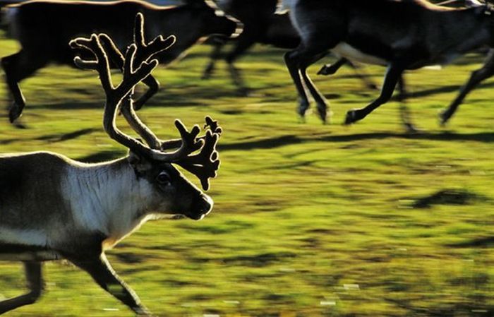 Красивая подборка фотографий животных и природы (67 фото)