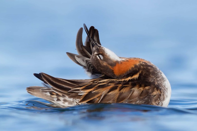 Лучшие фотографии птиц с конкурса Bird Photographer of the Year