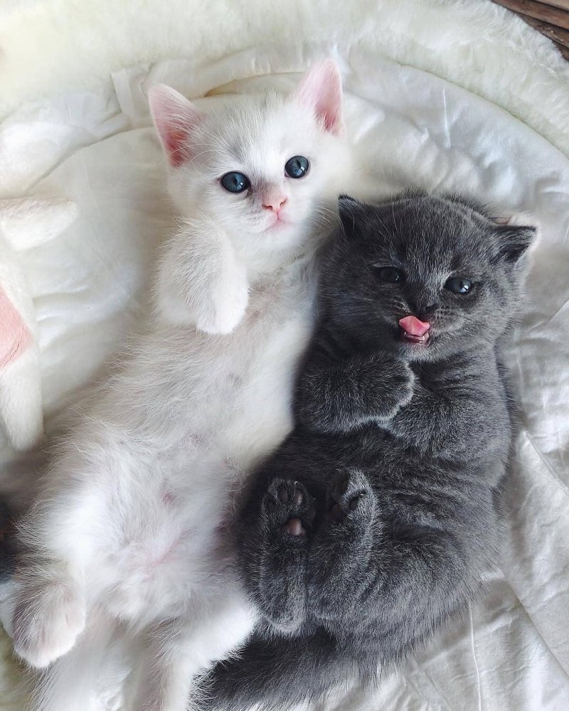 20 фото милейших котят, которые растопят сердце любого 20 фото милейших котят, которые растопят сердце любого кот, котенок, кошка, милый