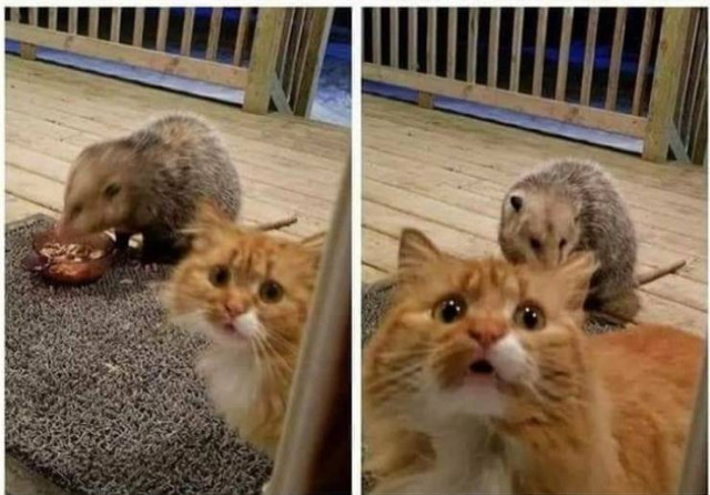 Делаю что хочу! Делаю что хочу!