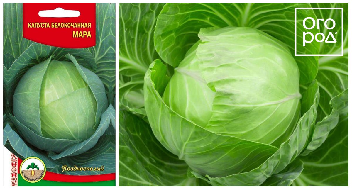 капуста Мара