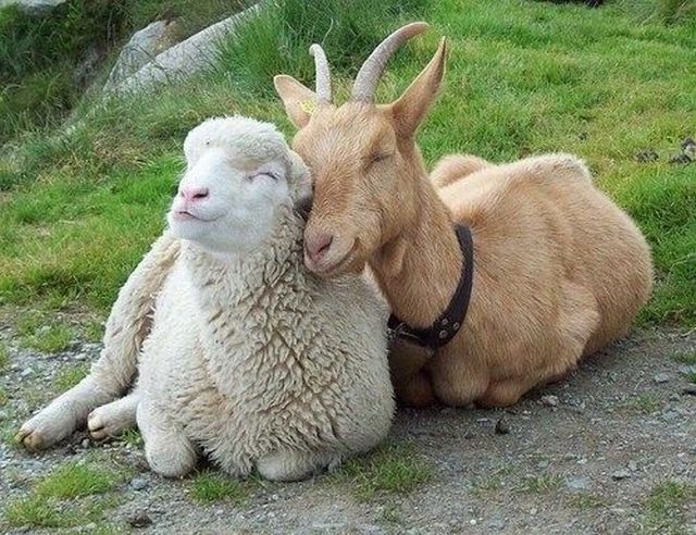 прикол,фотоприкол,картинка.фото,овца,козёл,нежность,любовь,ч…