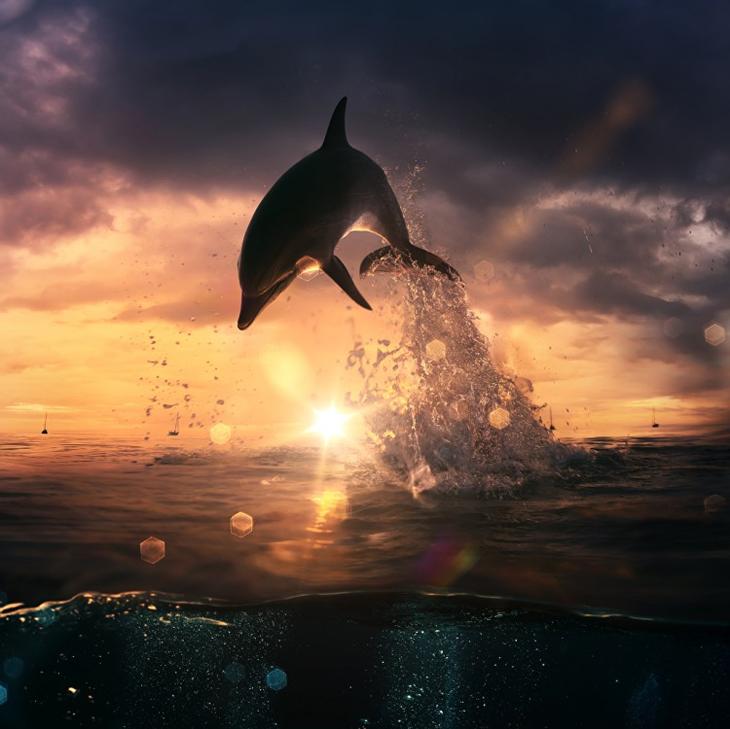 Позитивные фотографии веселых дельфинов 