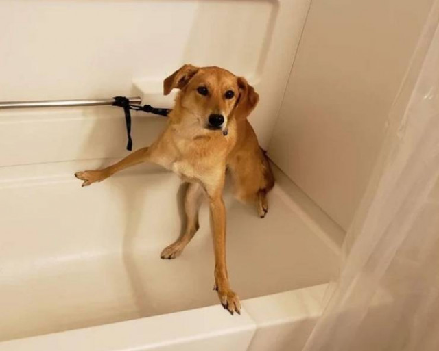 Делаю что хочу! Делаю что хочу!