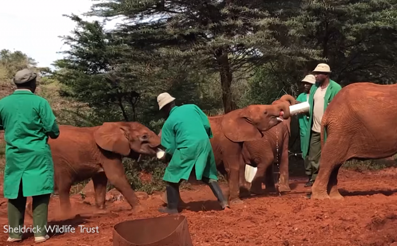 Осиротевшим слонятам доказали, что не все люди жестоки природа