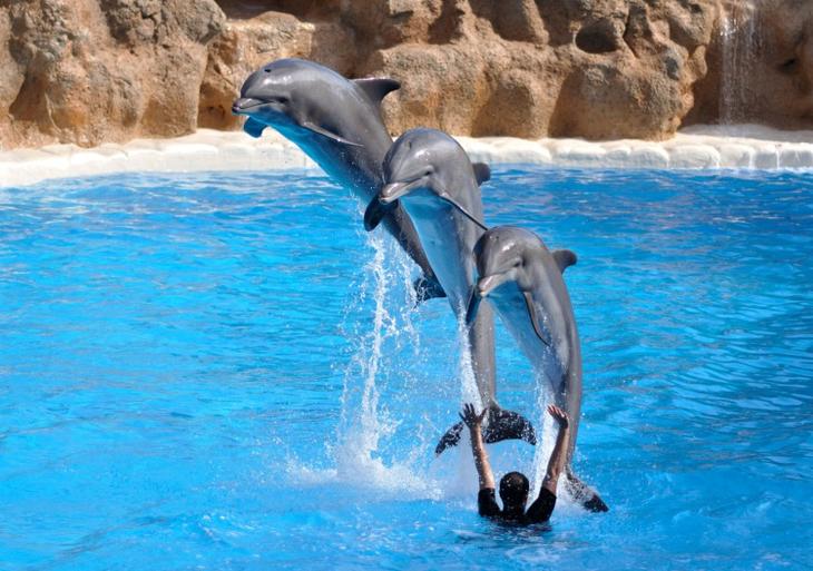 Позитивные фотографии веселых дельфинов