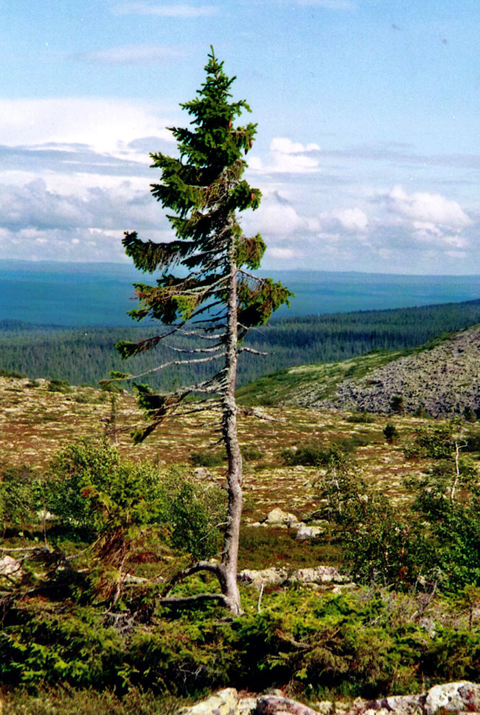 Самое старое в мире дерево растёт в Швеции - ему девять с половиной тысяч лет география, дерево, находки, старое дерево, старый тикко