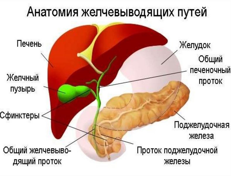 Ваш лучший друг: Что необходимо знать о желчи? желчи, организм, организме, становится, может, желчь, участие, процессах, жиров, приводит, фермент, состоянии, детоксикации, вязкости, понятным, вместе, дисбаланс, гормона, печени, детоксикацию