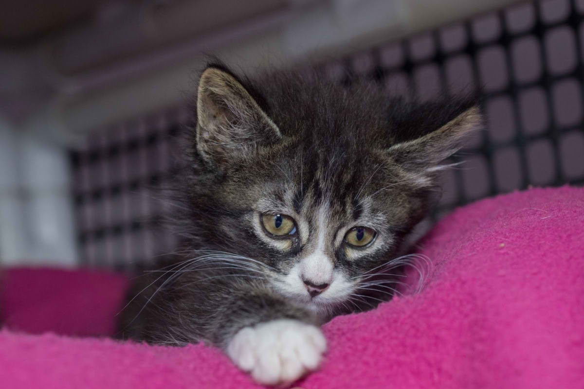 Самый большой приют для кошек и собак