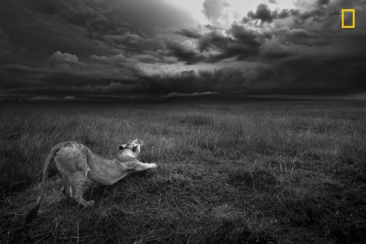 Львица в заповеднике Масаи-Мара в Кении