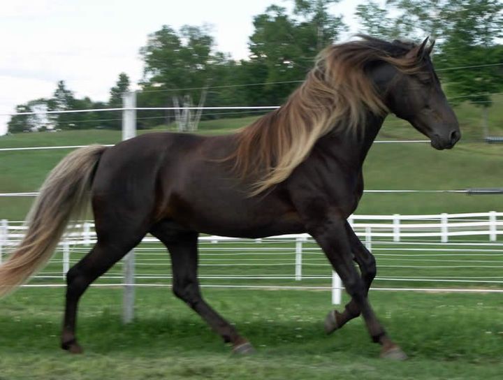Игреневая животные, лошадь