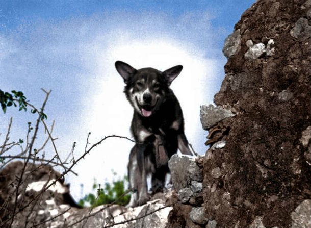 14 самых известных собак в истории 14 самых известных собак в истории животные