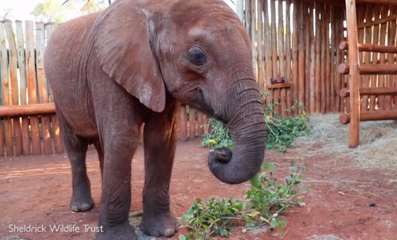 Осиротевшим слонятам доказали, что не все люди жестоки природа