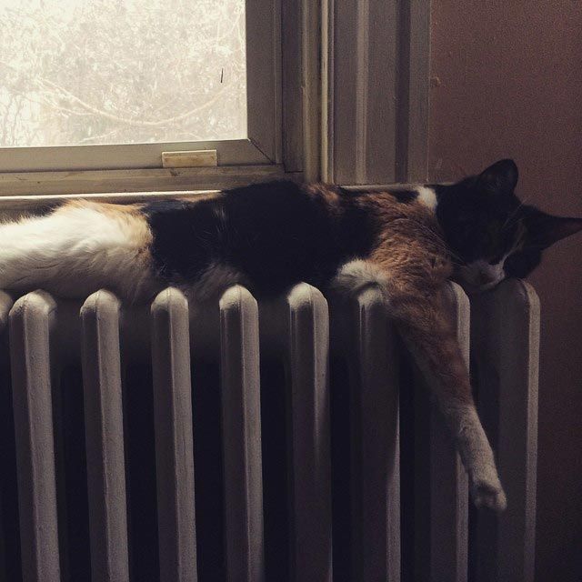 25 кошек, которые спят где угодно, кроме ваших коленей 25 кошек, которые спят где угодно, кроме ваших коленей