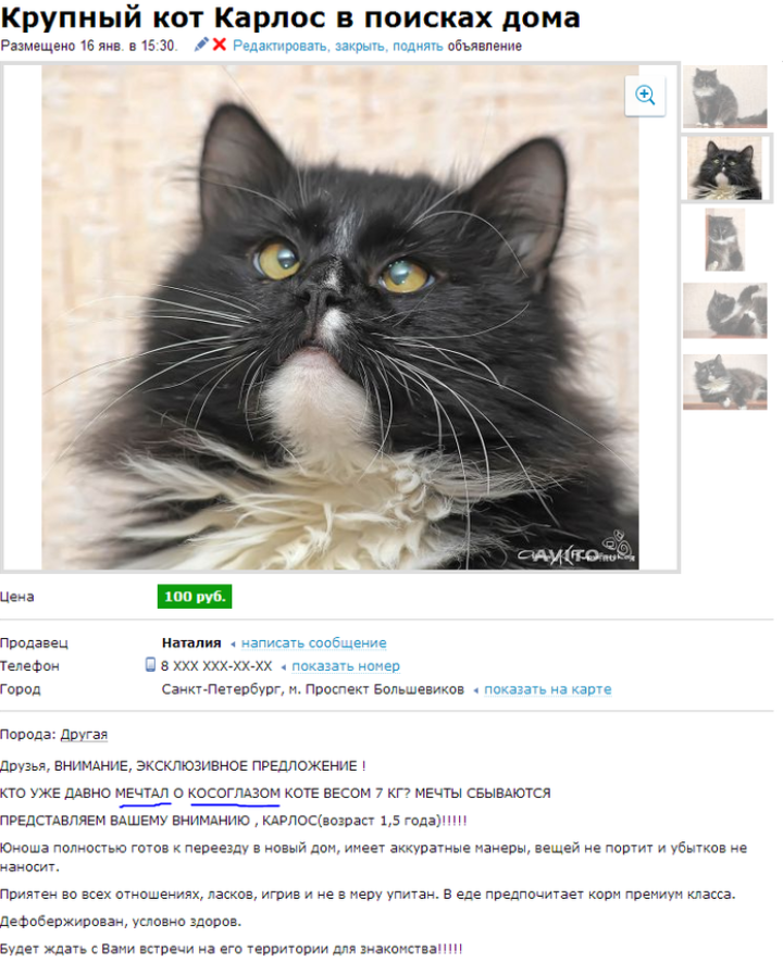 забавные фото про то что мечты сбываются 