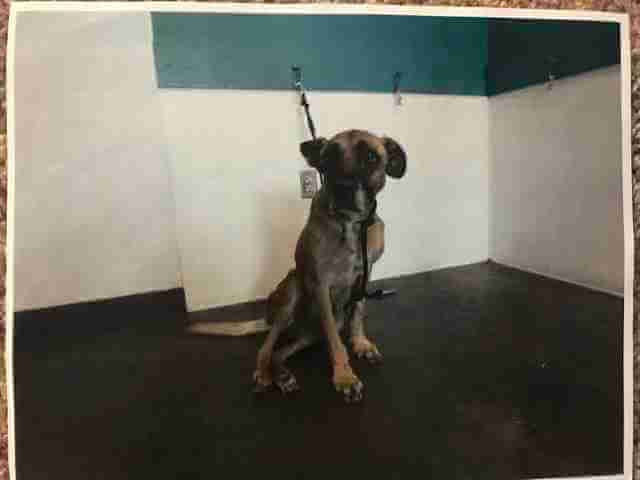 shelter-dog-12