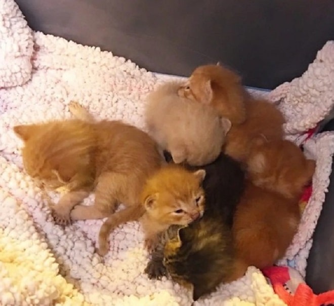 Котята лежат