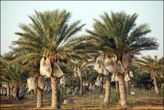 date palm