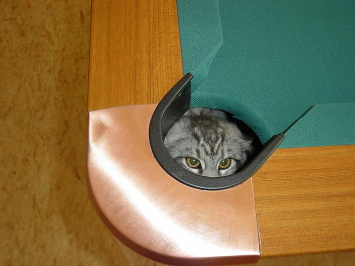 Коты, которые предпочитают необычные места обитания Коты, которые предпочитают необычные места обитания веселые картинки