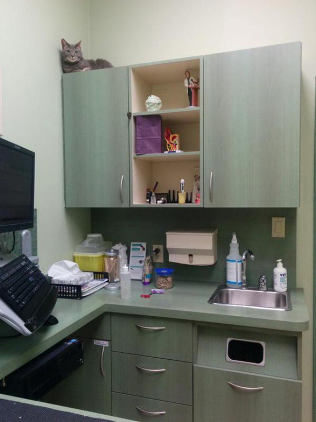 Непревзойденные мастера скрытности! Скрытность, кошки, подборка, прикол, юмор