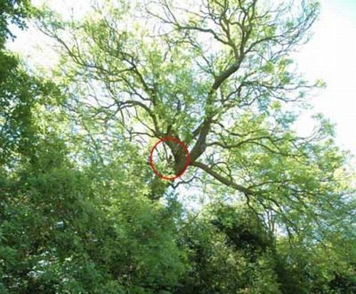 Собака на дереве Собака на дереве