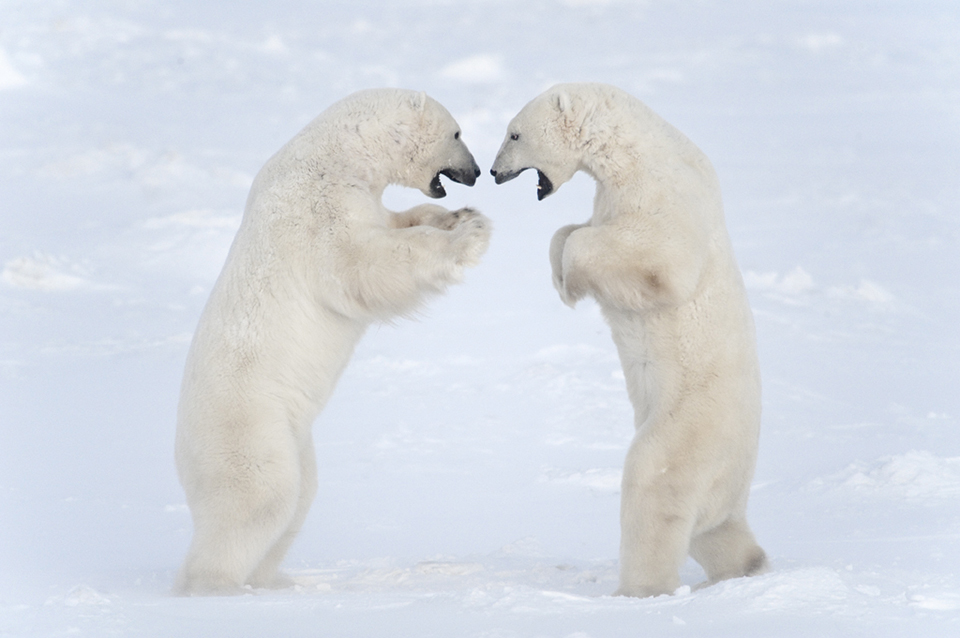 Polar Bears sparring