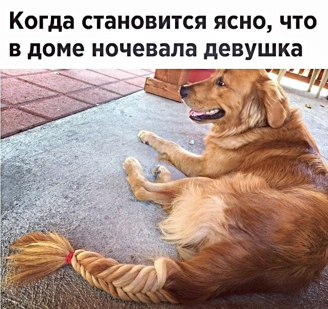 Первым, что бросилось Сереге в глаза, был кот. И последним демотиваторы,животные,позитив,Смешные животные,юмор