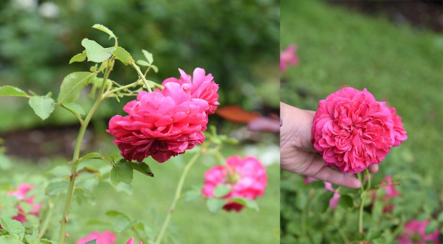 Красные розы для вашего сада: самые яркие, самые устойчивые и зимостойкие Германия, флорибунда, Цветки, полумахровые, чайногибридная, рамблер, яркокрасные, диаметре, высотой, Olympisches, болезням, устойчив, мелкие, Erotika, Eroica, Erotica, Tantau, цветками, почвопокровная, Alberich