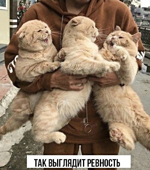 Первым, что бросилось Сереге в глаза, был кот. И последним