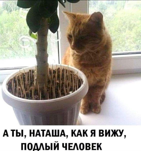 Немного юмора вам в ленту 