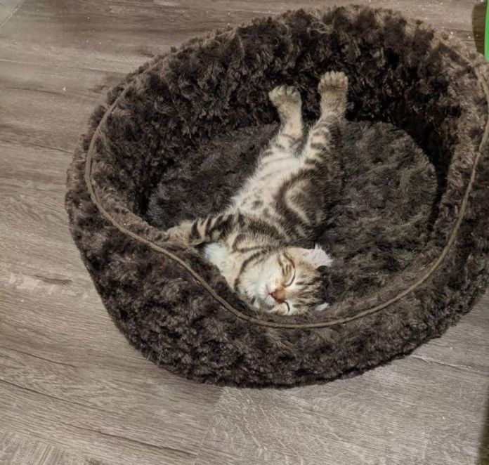 Без кота и жизнь не та