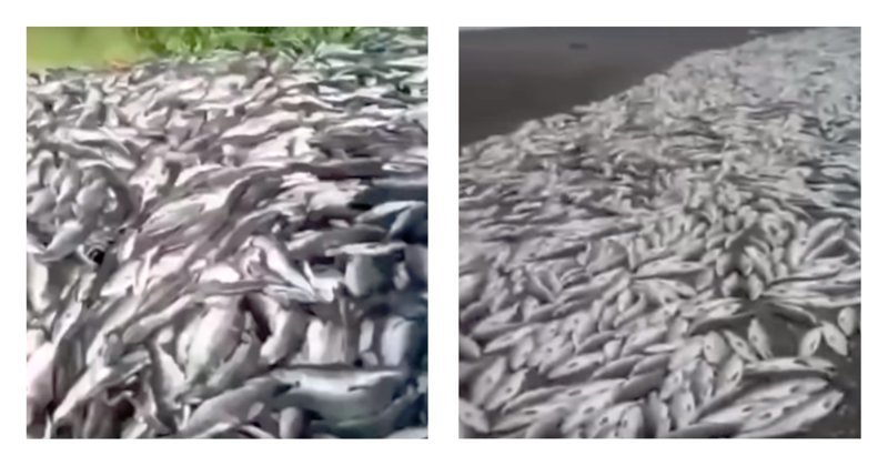 На Камчатке красную рыбу вывозят на свалки, чтобы не допустить падения цен: видео ynews, камчатка, лосось, путина-2018, рыба, свалка