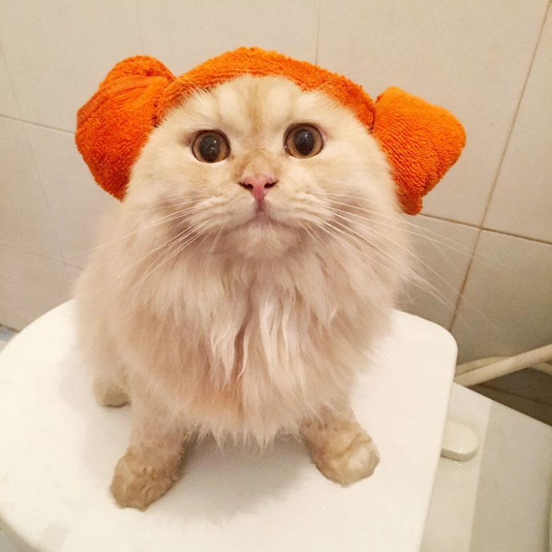 Кот, который обожает принимать душ