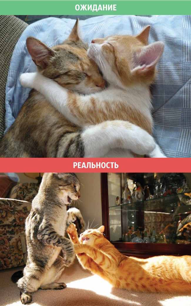 Коты: ожидания и реальность коты, приколы