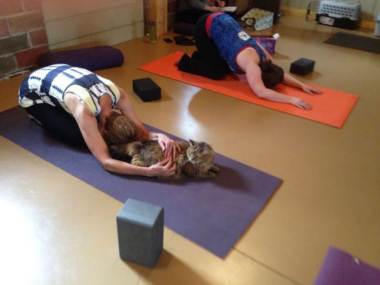 Йога с котами, Cats Yoga, студия йоги помогает бездомным кошкам найти новый дом