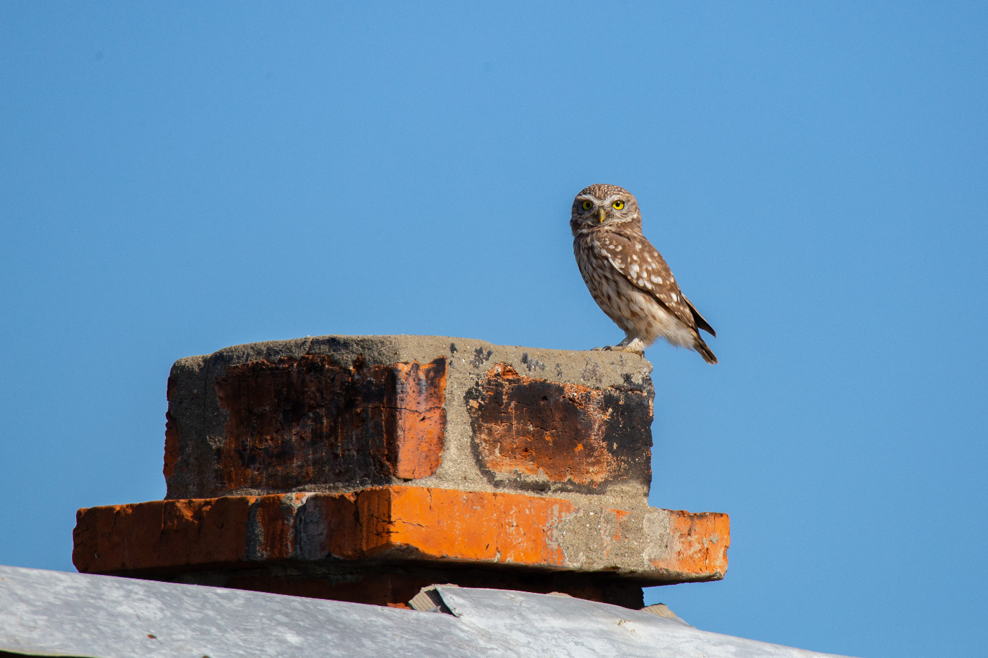 В сове г пенза. Сова пенза авто. Вк сова пенза. В сове г пенза. В сове г пенза.