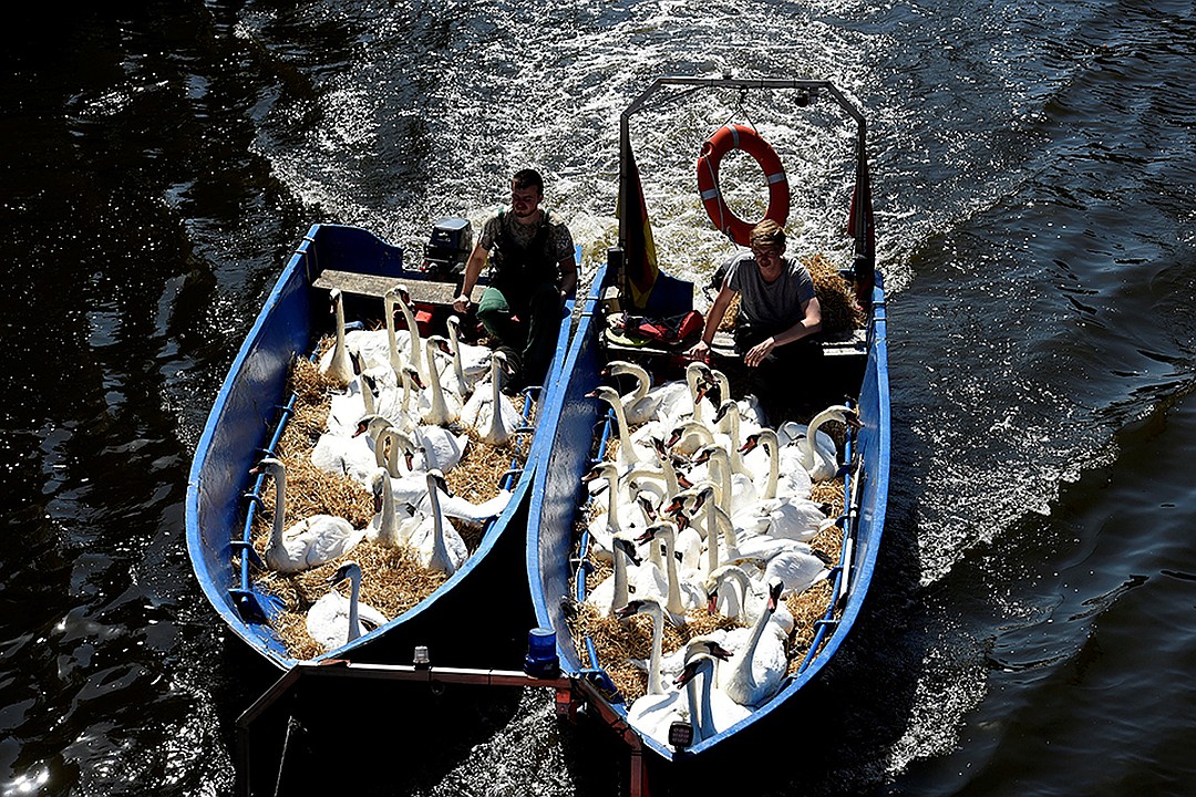Из-за жары лебедей из городского парка Гамбурга пришлось эвакуировать в тень зимних домиков. Фото: REUTERS