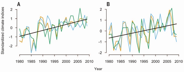 Рис. 5. Изменения климата в Европе (A) и США (B) в последние десятилетия. Синие линии — средняя годовая температура, оранжевые линии — средняя температура самого холодного месяца года, зеленые линии — годовая сумма температур выше 5°C. Единицы измерения и разброс значений у этих показателей не совпадают, поэтому их нормализовали и представили на вертикальной оси в виде условных индексов с нулевым средним и единичной дисперсией. Черные прямые — линии регрессии, отражающие «обобщенный» тренд для всех трех климатических параметров. Наклон регрессии на обоих континентах не демонстрировал значимых различий — следовательно, потепление происходило более или менее синхронно. Рисунок из обсуждаемой статьи в Science