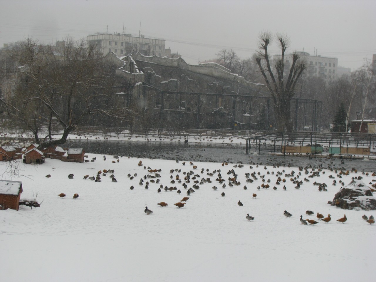 московский зоопарк зимой