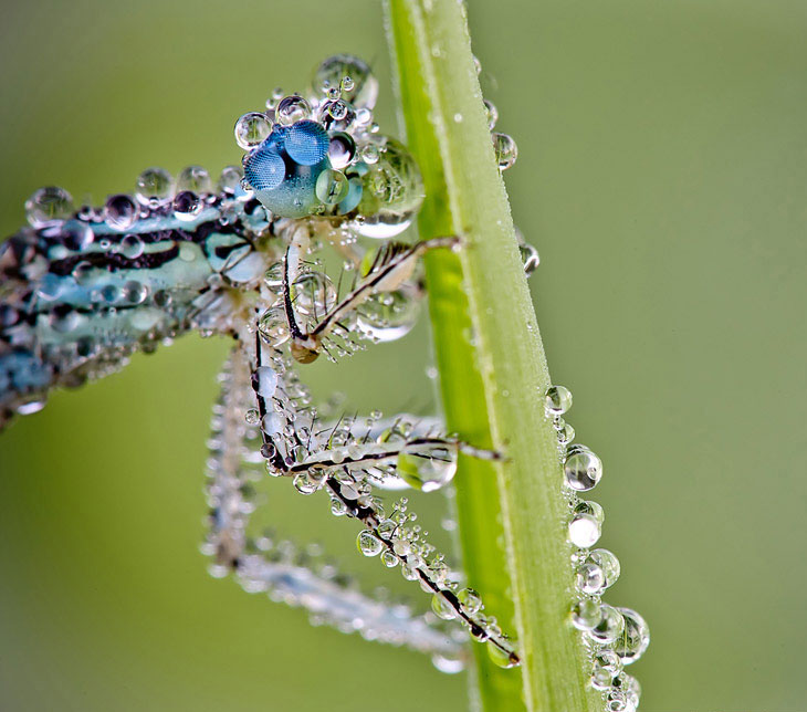 Красивое макрофотографии стрекозы насекомые
