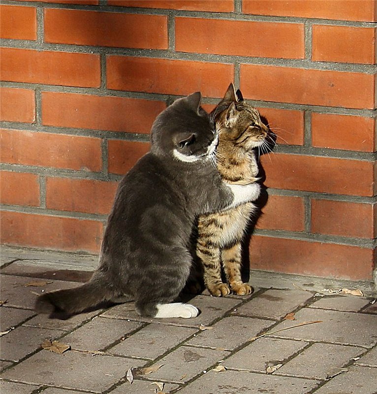 Целую кошку. Кот целует. Кот целует кота. Кошачий поцелуй. Кошки прижимаются друг к другу.