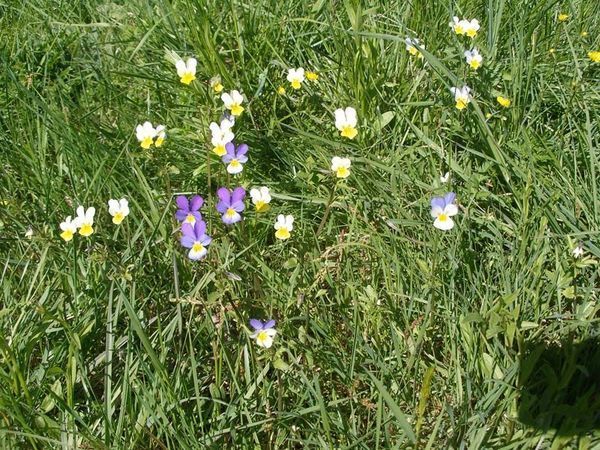 Фиалка трехцветная (Viola tricolor L) Фиалка трехцветная (Viola tricolor L)