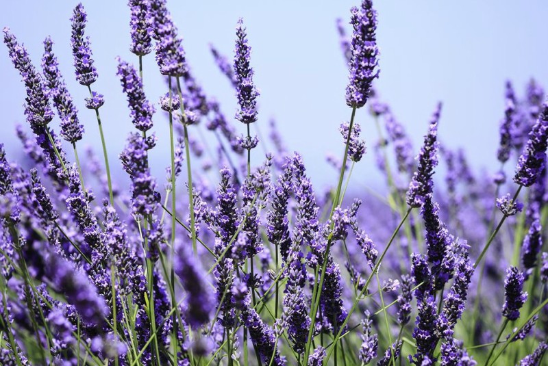 Lavandula Lavandula