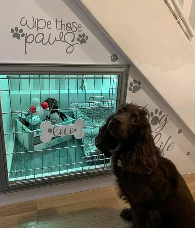 чёрная собака