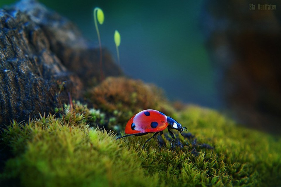 Тает зима, убегая в леса ручейками... Март – это зыбкая несмелая нежность… Тает зима, убегая в леса ручейками... Март – это зыбкая несмелая нежность… природа