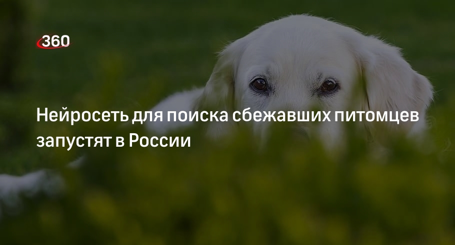 NtechLab создаст в России нейросеть для поиска домашних животных