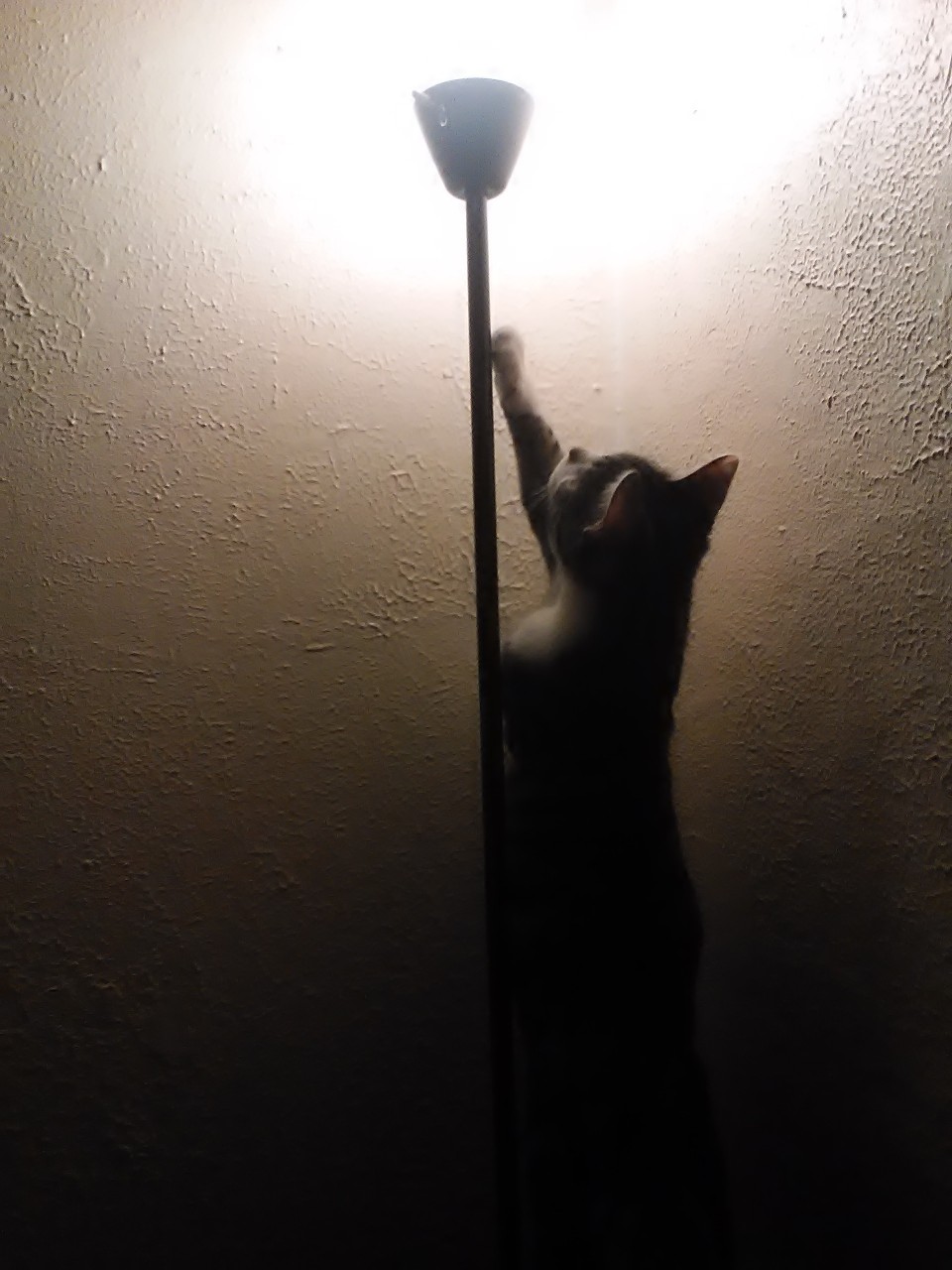 Включи выключи котов. Кот выключает свет. Выключили кота. Кот выключает свет гифка. Отключили свет кот.