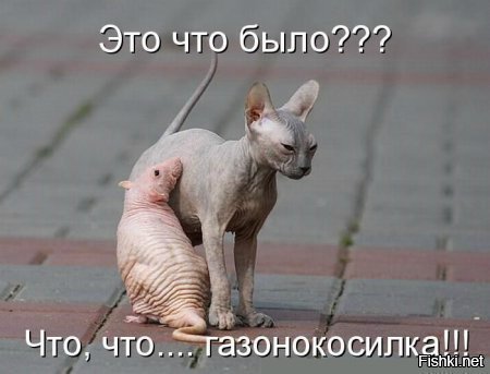 Первым, что бросилось Сереге в глаза, был кот. И последним демотиваторы,животные,позитив,Смешные животные,юмор